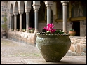 Flower Pot at Koricancha